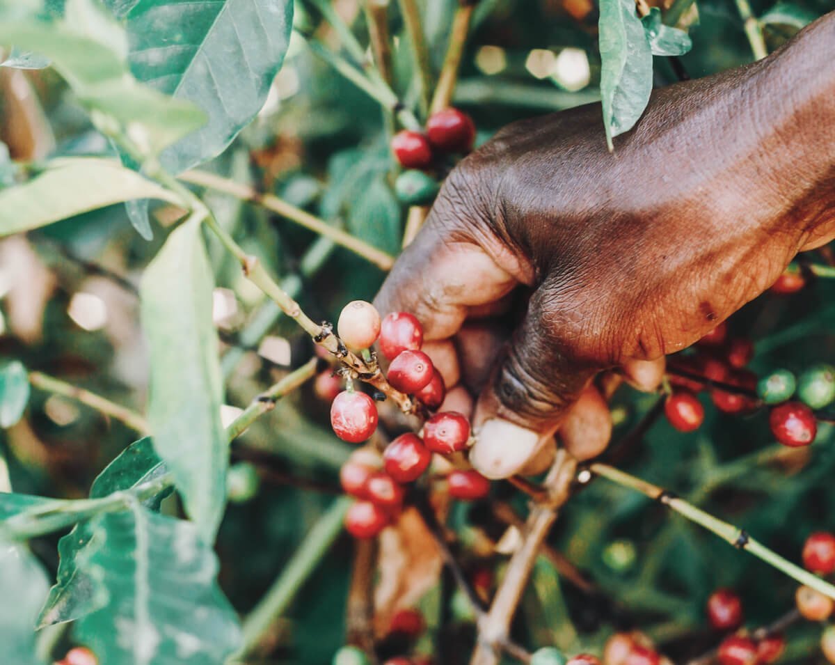Barista Royal und das Fairtrade-Siegel - Barista Royal GmbH