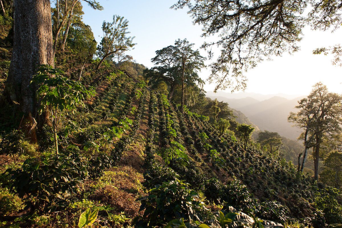 Nicaragua - ein Land mit besonderen Kaffeesorten | Barista Royal GmbH