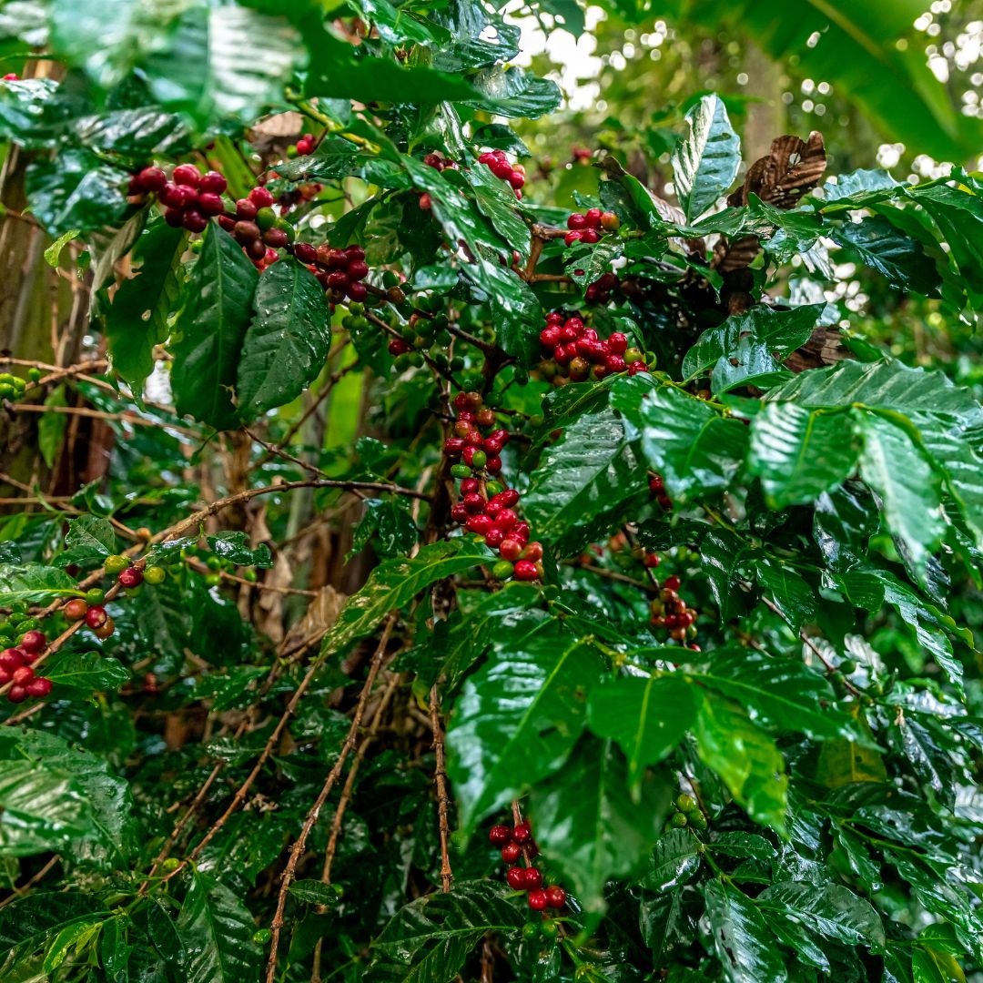 Bio Espresso