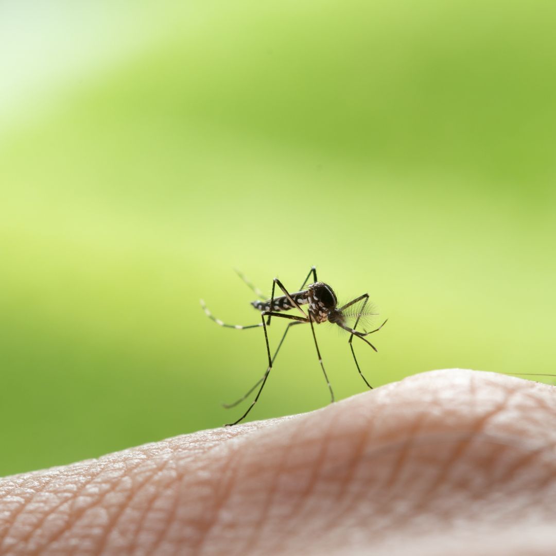 Kaffee Gegen Insekten