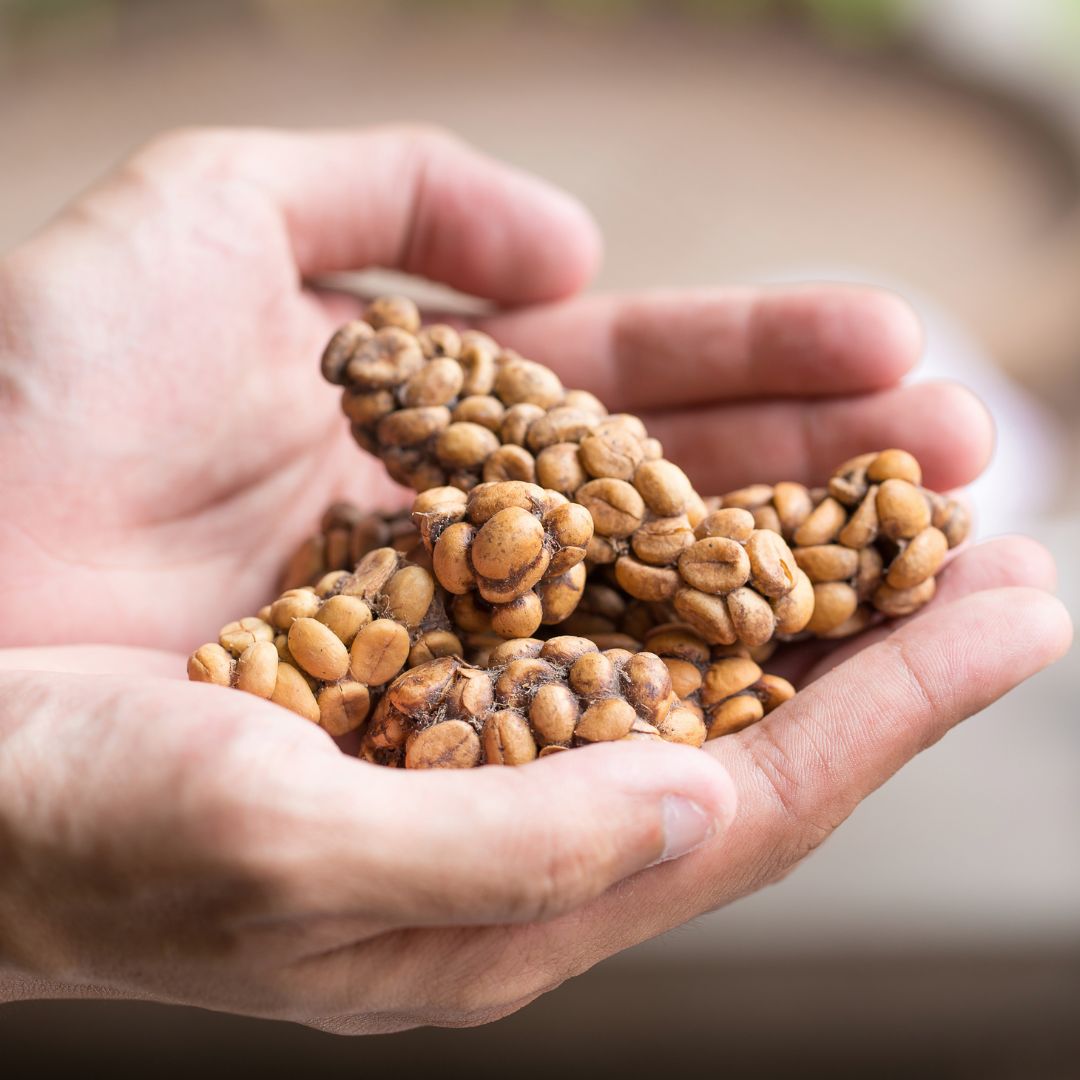 Kopi Luwak
