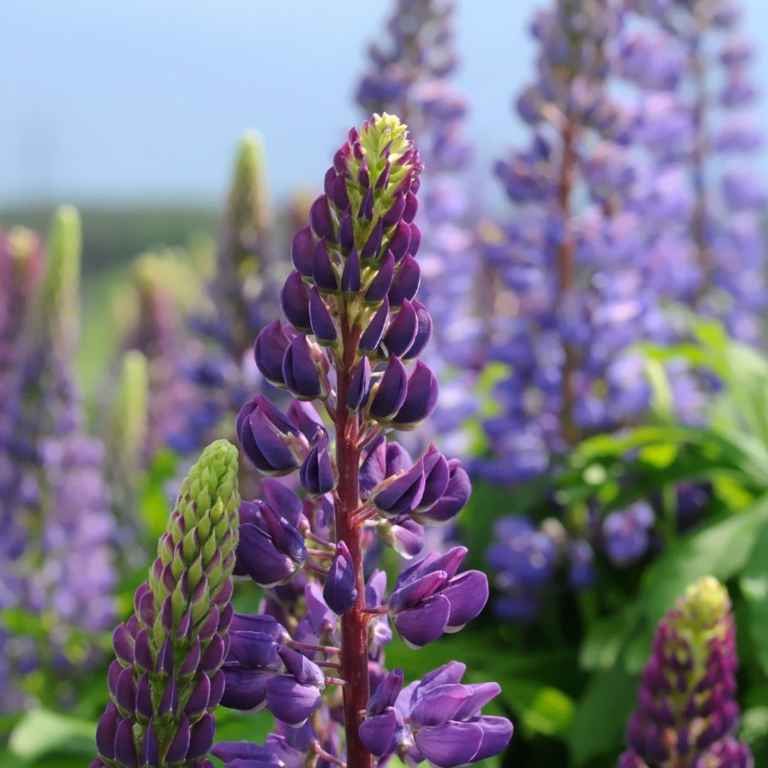 Lupinenpflanzen
