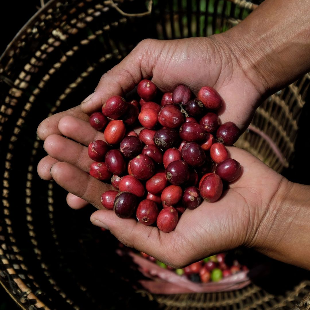 Robusta Kaffee