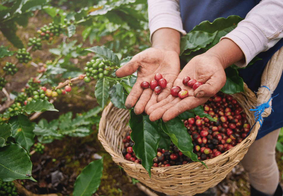 Die Verarbeitung von Kaffee - Barista Royal GmbH