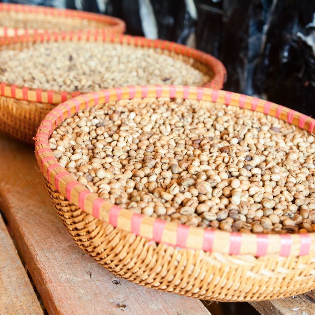 Kopi Luwak: Der teuerste Kaffee der Welt