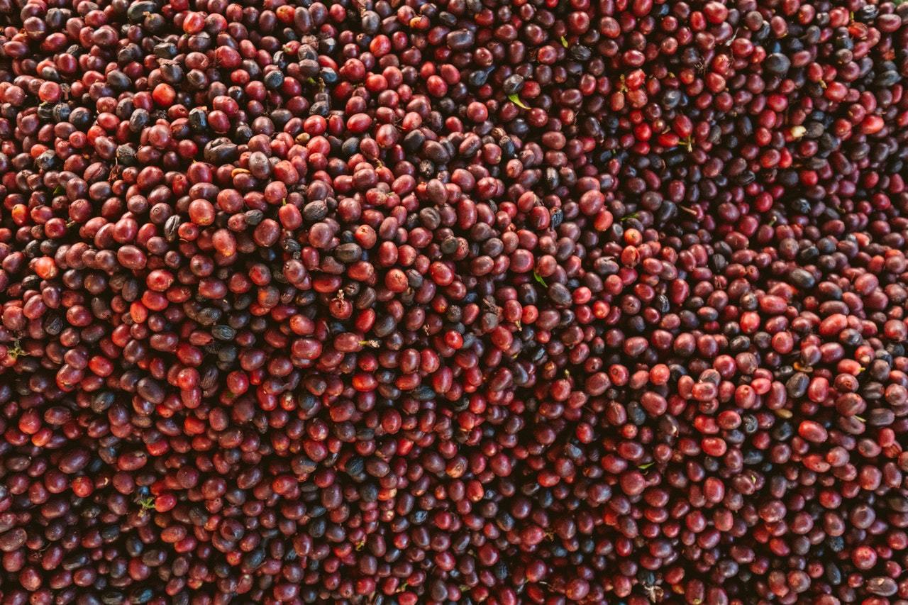 Äthiopien - Die Wiege des Kaffees... | Barista Royal GmbH