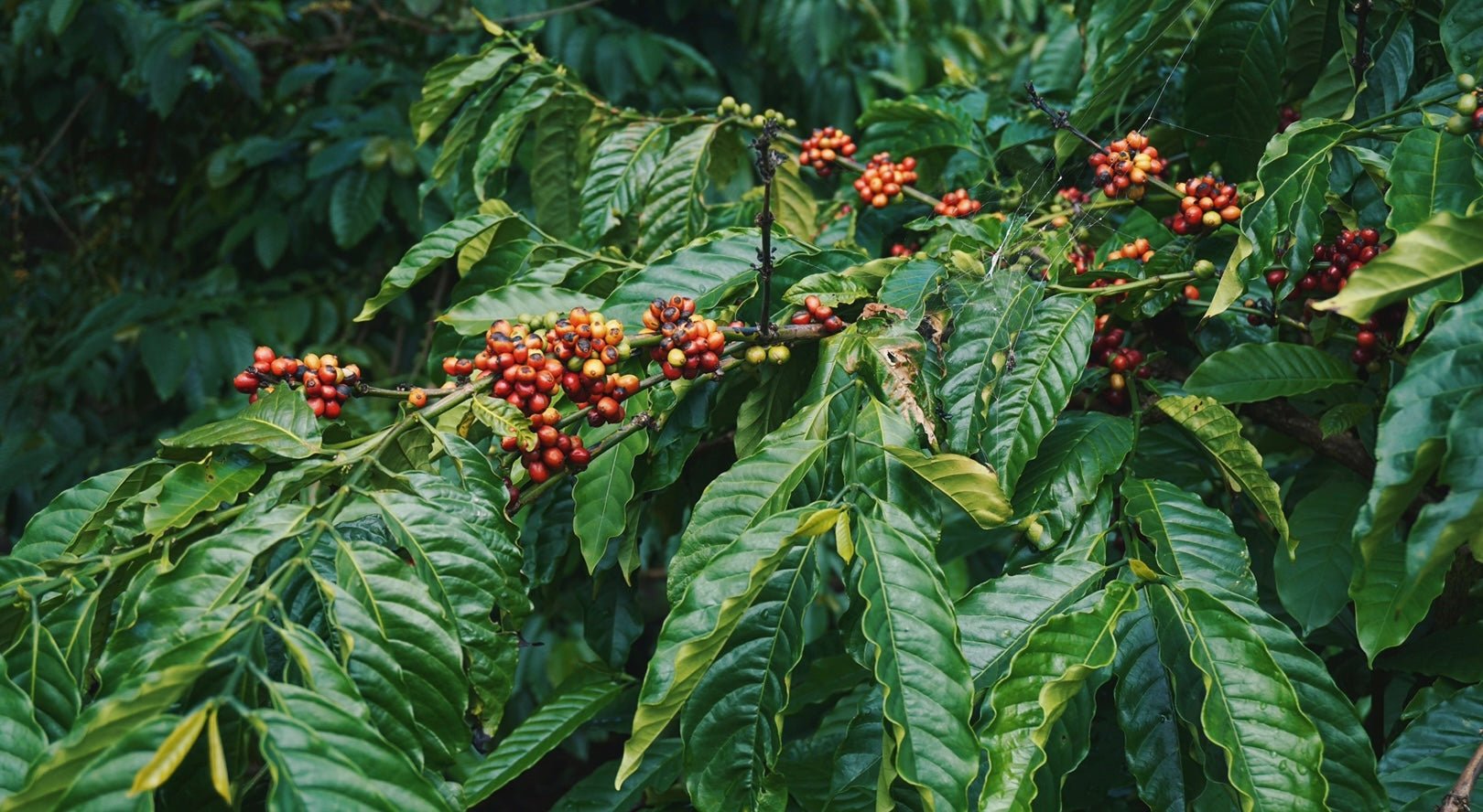 Wie wird Kaffee angebaut? | Barista Royal GmbH
