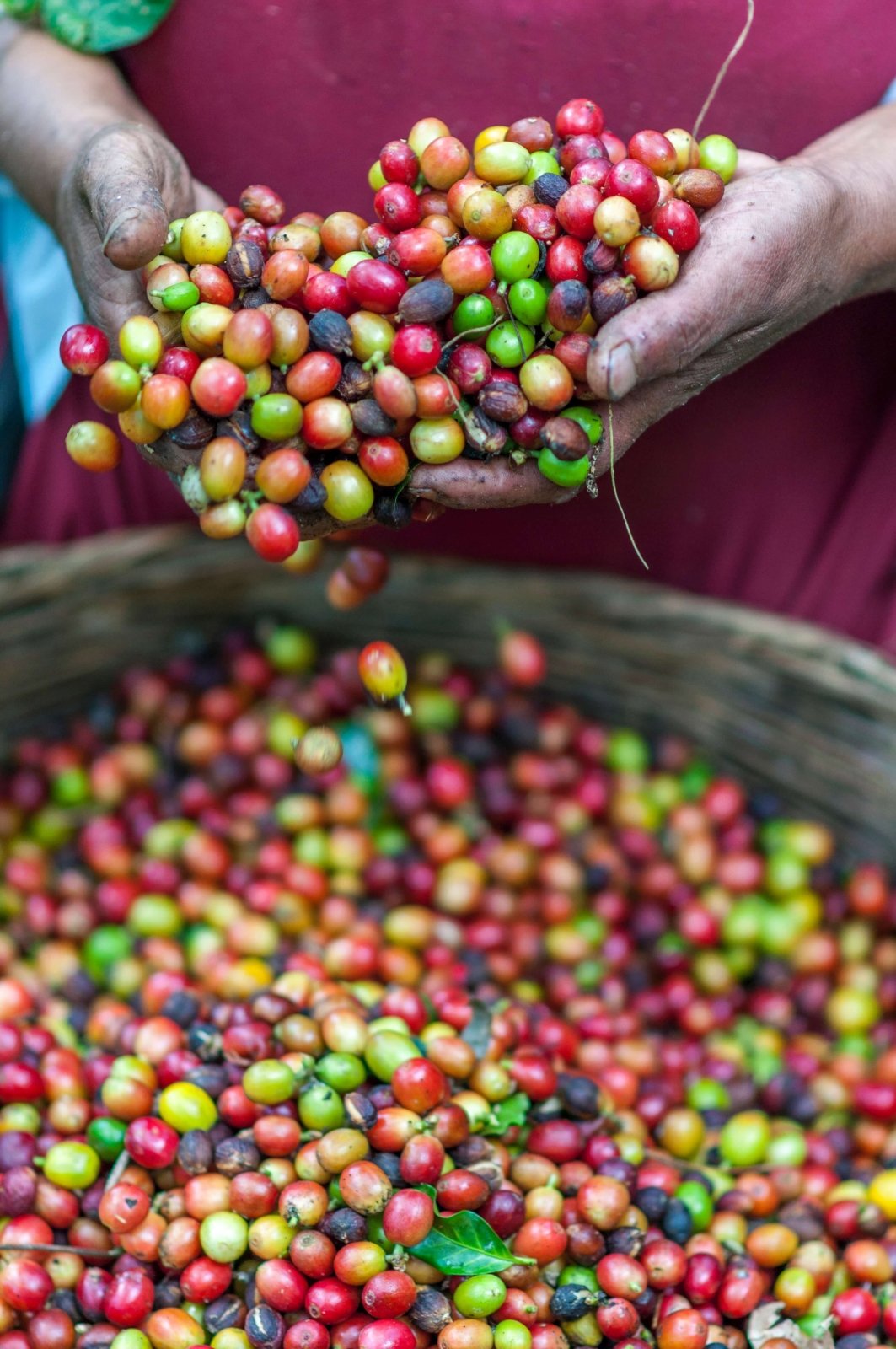 Wie wird Kaffee geerntet? - Barista Royal GmbH