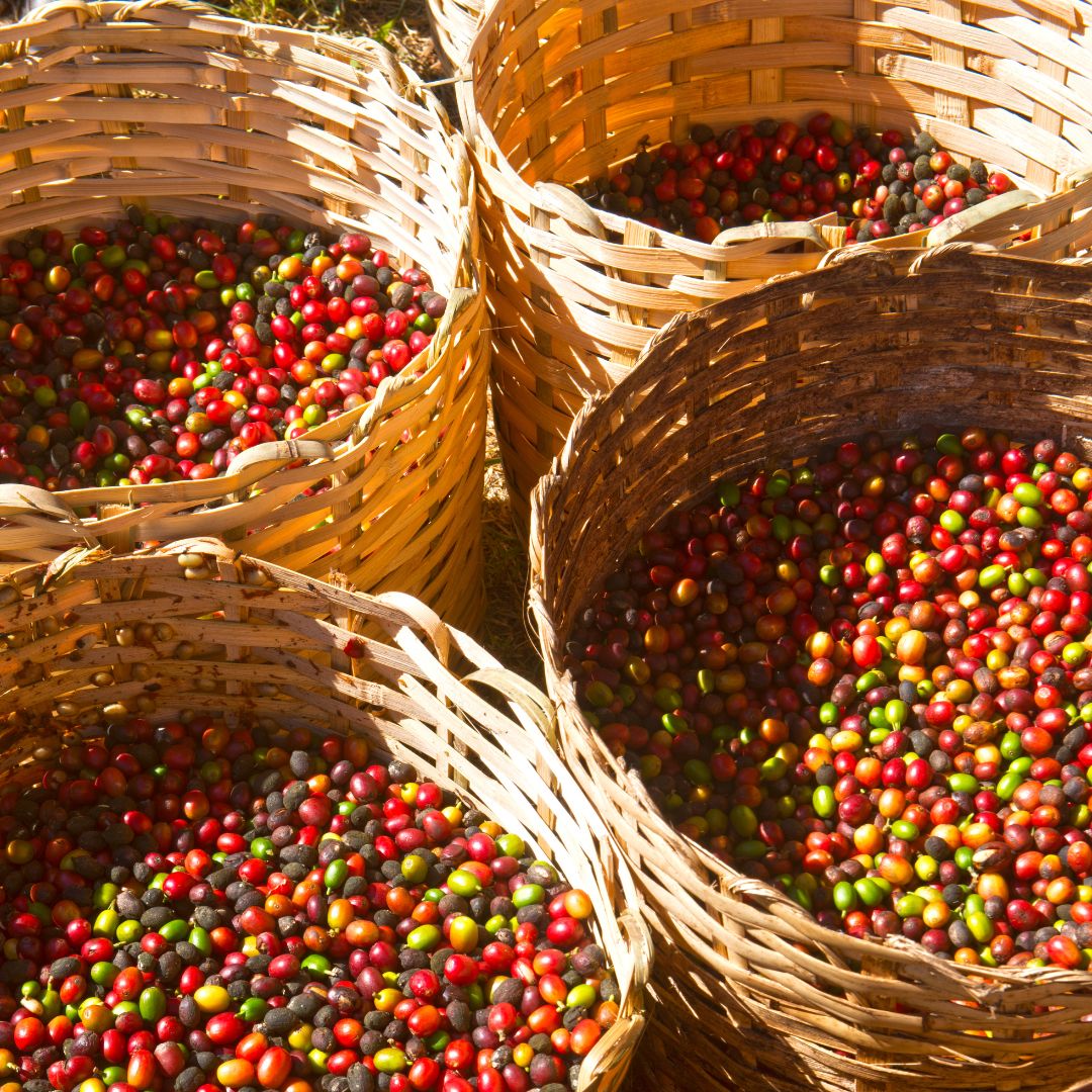 Bio Espresso