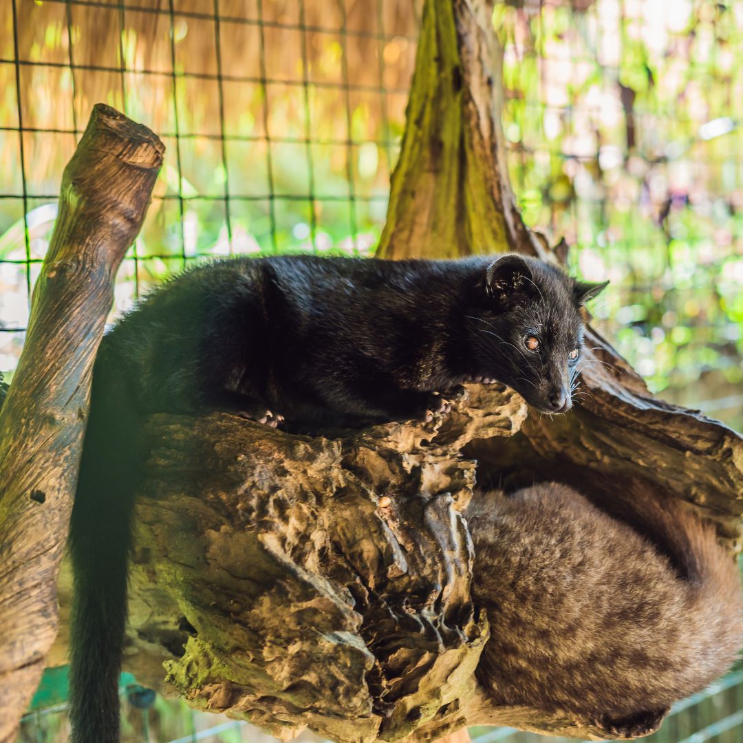 Kopi Luwak