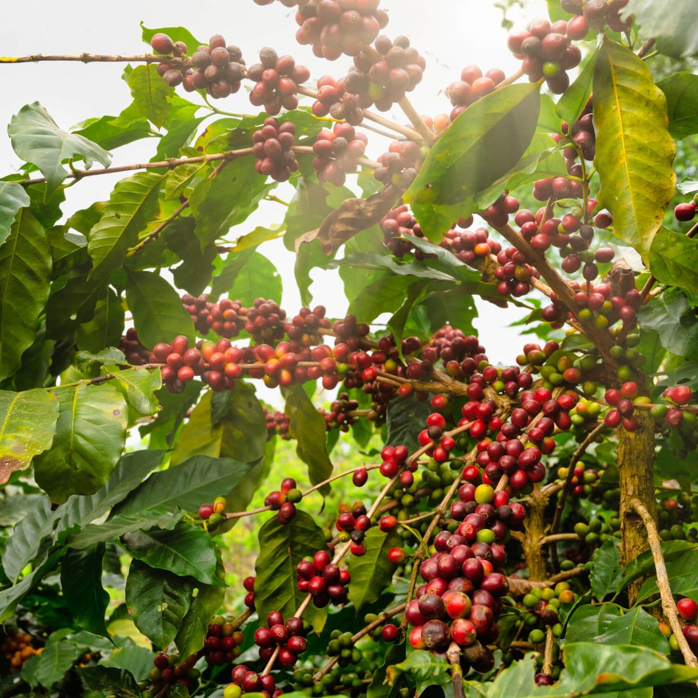 Kaffee Anbaugebiete